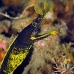 eel_ribbon_kbraerpr3_v_0082_sul3066.jpg